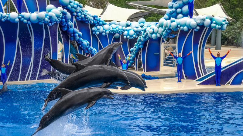 Dolphins at Seaworld Orlando, FL